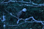 Bald Eagle at dusk, viewed from the dock